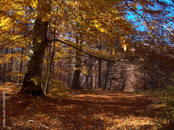 Fototapeta Path covered by leaves bordered by trees