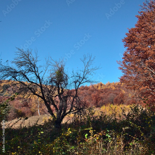 Fototapeta Dead tree in the shadows watching over colourful forest