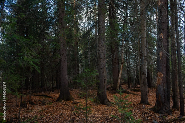 Fototapeta The forest is waiting for winter.