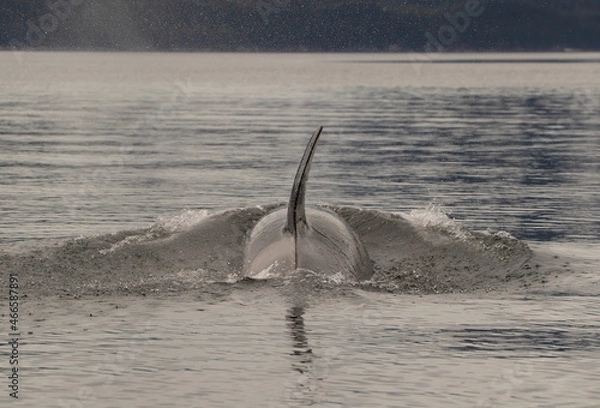 Fototapeta orca in the sea