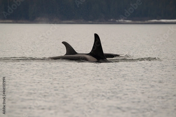 Fototapeta orca in the sea