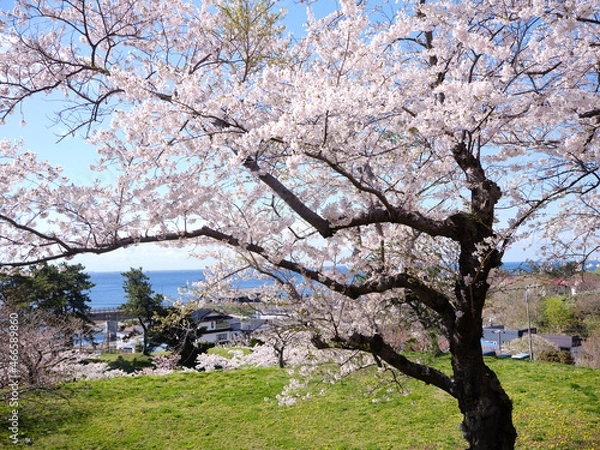 Fototapeta 松前城の桜