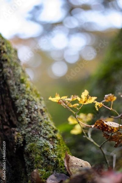Fototapeta moss on the tree