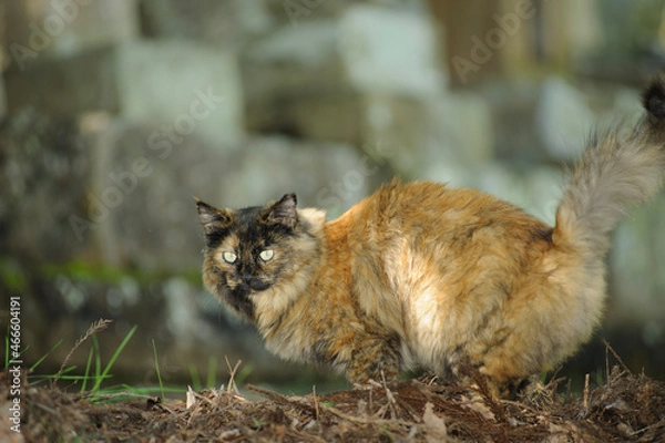 Fototapeta 睨む猫