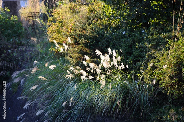 Fototapeta 光に照らされるススキ