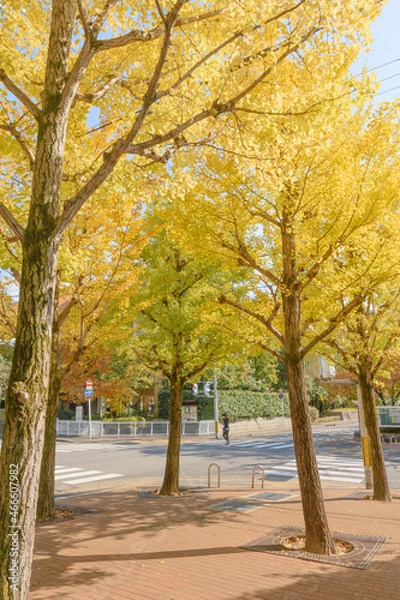 Obraz 京都　秋の街並み