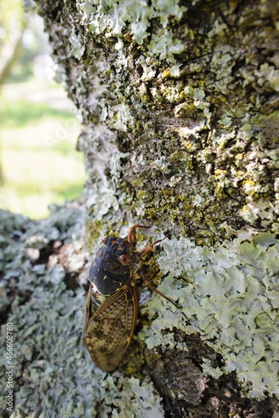 Obraz アブラゼミ