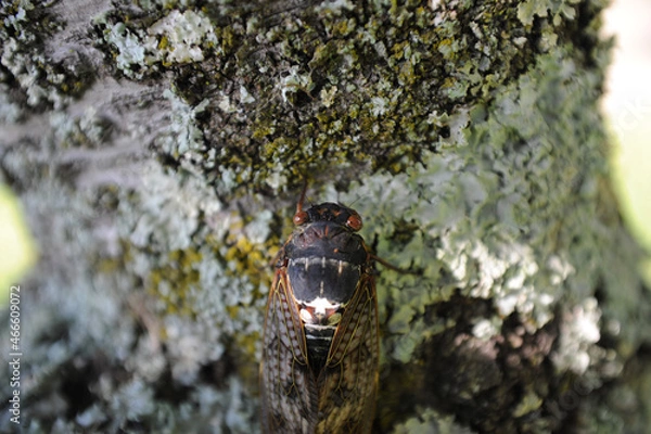 Obraz アブラゼミ