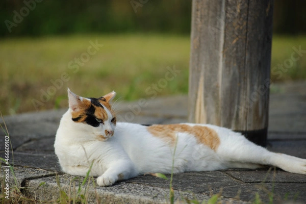 Fototapeta 休む三毛猫