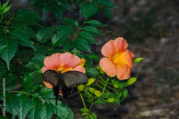 Obraz 吸蜜するクロアゲハ
