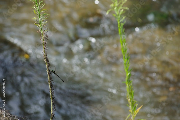 Obraz 草にとまるオニヤンマ