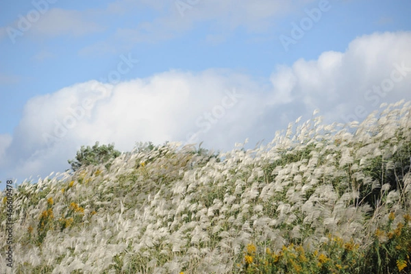 Obraz ススキの群生