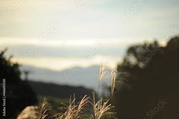 Obraz 夕焼けとススキ