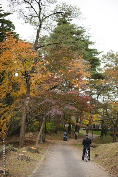 Fototapeta 秋の公園