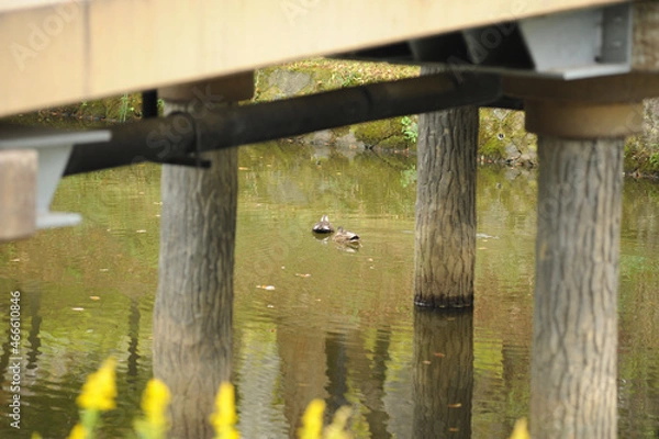Fototapeta 川のカモ