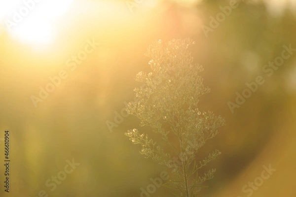 Obraz 夕日に照らされるセイタカアワダチソウ