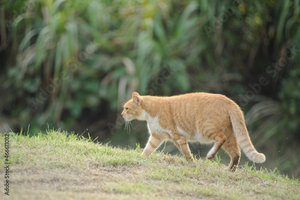 Fototapeta 歩く猫