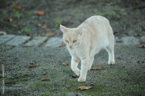 Obraz 歩く猫