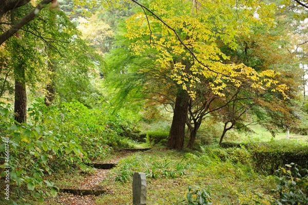 Obraz 色づく森の小道