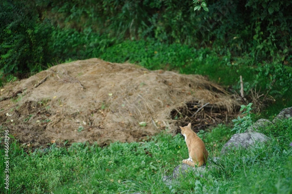 Fototapeta 座る猫
