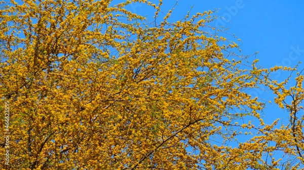 Fototapeta Golden blooms on a Texas Huisache tree in spring