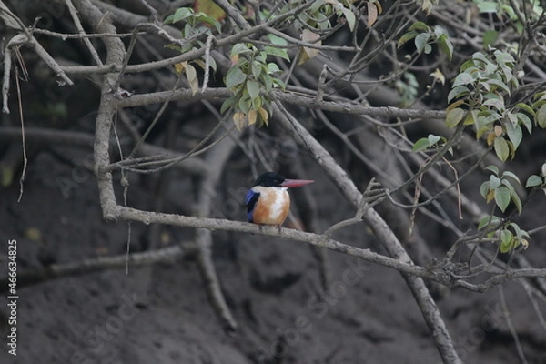 Obraz Spotted woodpecker