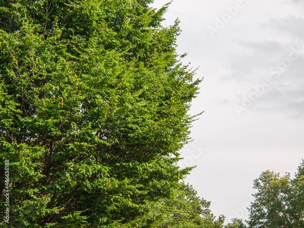 Obraz 公園の樹木と曇り空