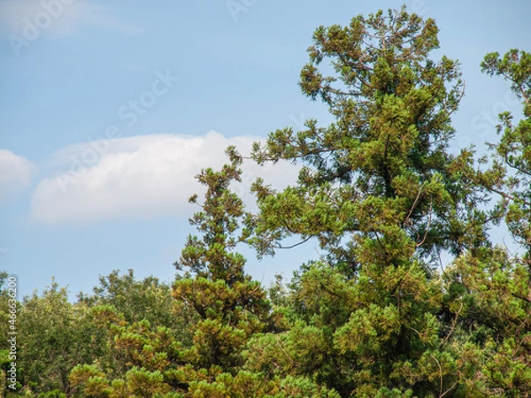 Obraz 公園の樹木と青空に浮かぶ雲