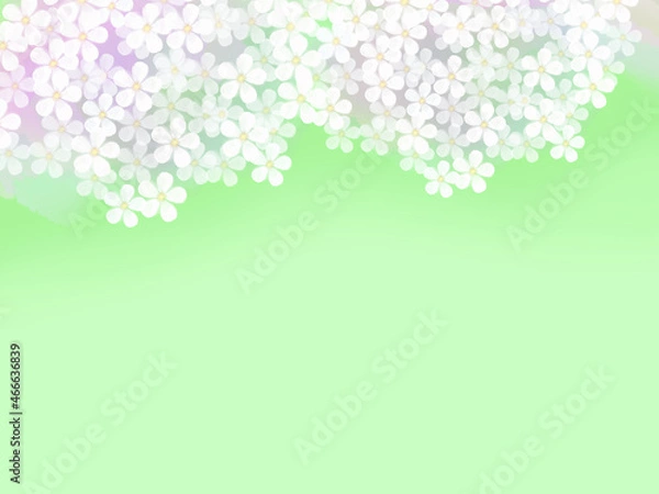 Fototapeta 桜のシンプルフレーム（薄緑背景）