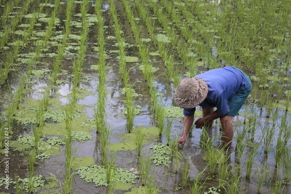 Obraz Rice paddy rice