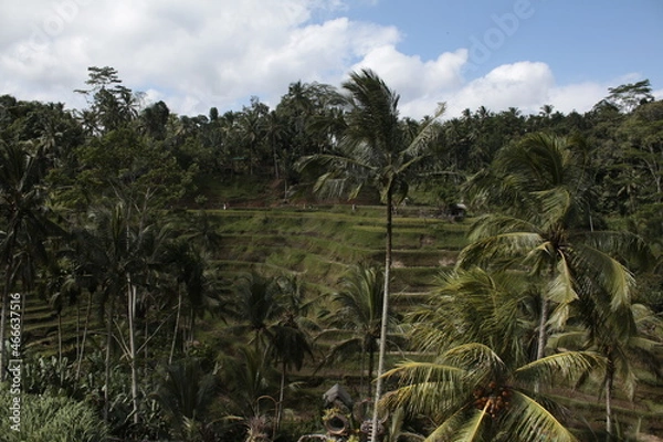 Obraz Palm trees in the desert