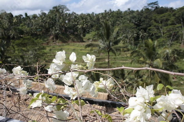 Obraz White cherry blossom