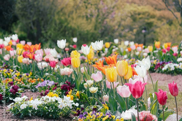 Obraz カラフルなチューリップ