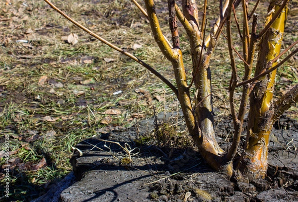 Obraz a new one grows from the old tree trunk. young tree trunk. Spring.