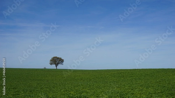 Fototapeta tree on a field