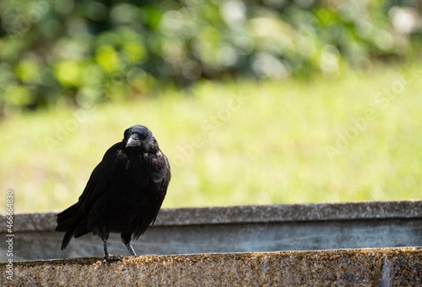 Fototapeta カラス