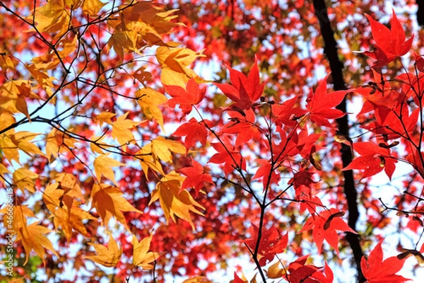 Fototapeta Bright and colourful Japanese maple leaves during the autumn,