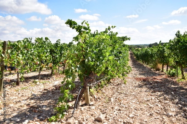 Fototapeta Detail view of the grapes and vineyards of the Rivera del Duero region in Valladolid, Spain.