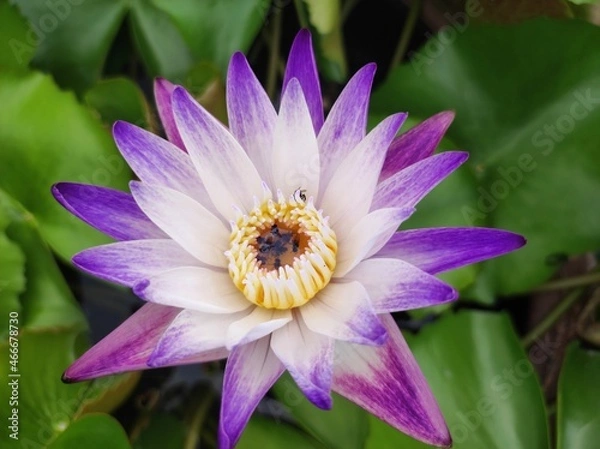 Obraz purple lotus flower