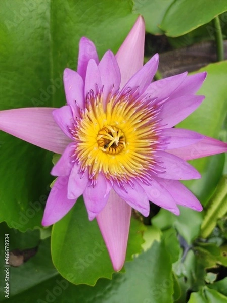 Obraz pink water lily