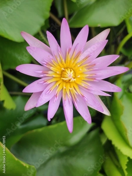 Obraz pink lotus flower