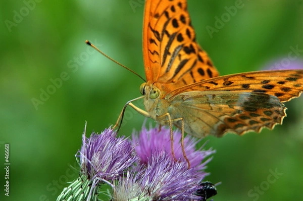 Obraz tabac d'espagne