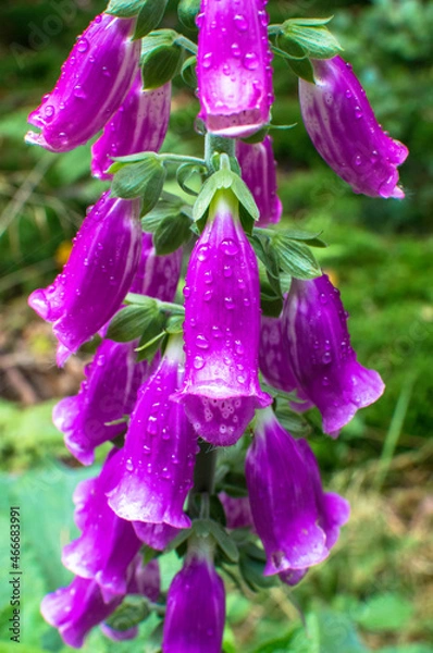 Obraz _DSC9035 Morgentau