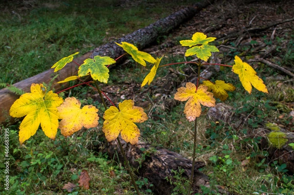 Obraz _DSC9038 Hebst Blätter