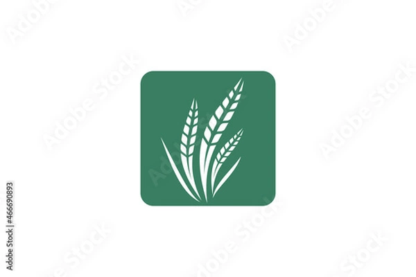Obraz Wheat logo template design vector, icon illustration