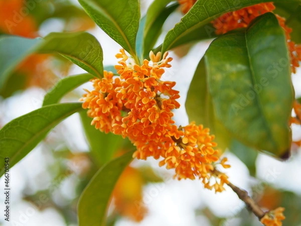 Fototapeta 金木犀の甘い香り