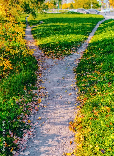 Obraz A wide path among the grass, strewn with fallen autumn leaves, is divided into two paths diverging in different directions. Autumn landscape.
