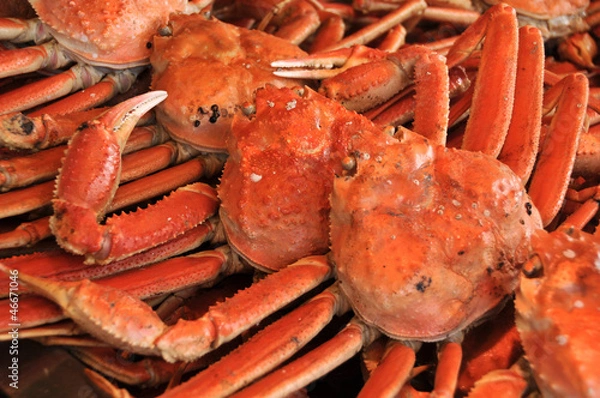 Fototapeta ずわい蟹
