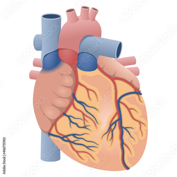 Fototapeta リアルな心臓の外観図（前面）