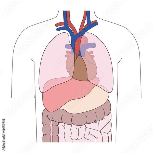 Fototapeta 人体の内臓の模式図